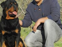 Koca kafa Rottweiler yavruları Burkem‘den