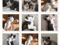 Yavrularıma yeni yuvasını arıyorum scottish fold
