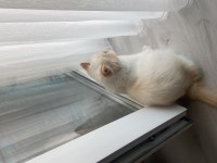 İran persian 5 aylık aşısı dün yapıldı