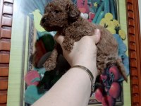 Toy poodle yavrular