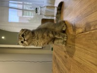 4 aylık scottish fold yavrular uyguna verilecektir
