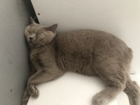 Safkan british shorthair lilac erkek