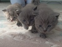 Ücretli sahiplenme british shorthair