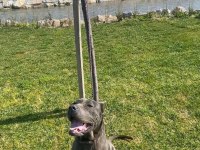 Cane corso yavrularımız doğmuştur