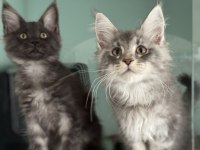 Ankarada Ziyarete Açık Maine Coon Yavrularımız
