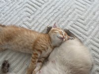 British shorthair sarı 3 aylık