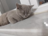 British Shorthair Yavrumuz