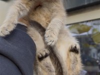 British shorthair golden kardeş dişi bebekler