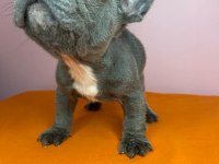 Orjinal French Bulldog Blue Köpeğimiz