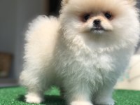 3 aylık 2 dişi üst kalite orijinal Pomeranian boo
