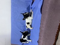 3 Aylık French Buldogg Yavruları