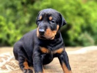Europan doberman köpeği