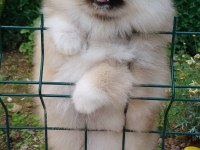 Pomeranian boo tea cup erkek