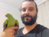 3 aylık yavru Pakistan papağanları