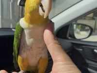 Dost canlısı konuşma var ful uysal caique