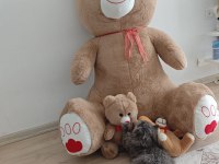 British longhair 4 aylık