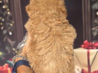 Altın rengi toy poodle yavrular