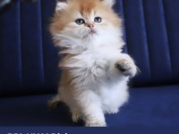 British longhair Ny25 /Ny11 Dişi Yavrular