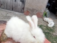 Üç adet hollanda lopu ve iki adet angora tavşanı
