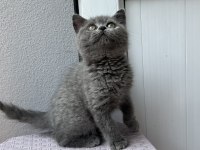 British shorthair