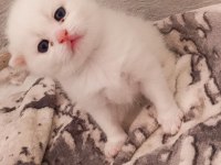 Yavru scottish fold