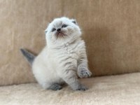 Eşsiz Güzellikte Blue Point Scottish Fold Erkek Yavrum