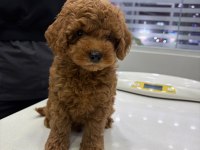 Red Brown Toy Poodle