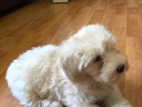 Maltipoo 2 aylık