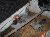 BLUE AMERİCUANA KULUÇKALIK YUMURTA & CİVCİV