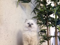 DİŞİ BRITISH LONGHAIR BLUE POİNT YAVRULARIM 