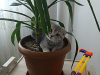 British shorthair kedimiz