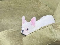 Kar Beyaz French Bulldog