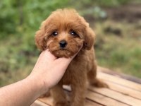 RED MİCRO TEACUP DİŞİ MALTİPOO