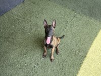 Kalitenin Adresi Mete köpek akademisi (MALİNOİS)