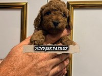 Koyu Kızıl Poodle