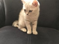 British shorthair 65 günlük yavru