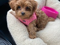 Maltipoo tüy dökmez koku yapmaz Orjinal Wc eğitim