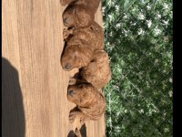 A+++ SAFKAN TOY POODLE YAVRULARIM