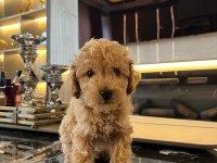 Erkek 2 Aylık Maltipoo