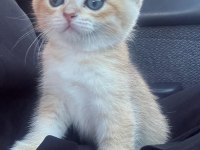 British shorthair golden bebek