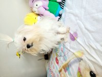 Kif şecere anne ve baba yavrusu çanta boy maltese