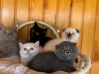 Orijinal british shorthair bebeklerimiz