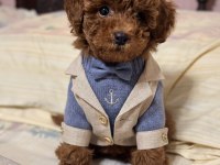 Orijinal Toy Poodle Köpeği