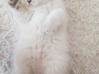 Özel Renk British Shorthair-Sağlıklı Eğitimli Yavrular