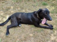 Labrador kırma