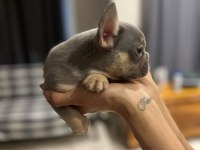 LİLAC TAN FRENCH BULLDOG