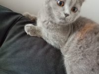 2 AYLIK KÜÇÜK PATI MİNİK ELLER BRİTİSH LONGHAİR