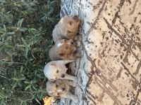 A kalite sağlıklı maltipoo