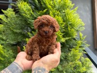 Yavru Toy Poodlelarımız (Teacup)