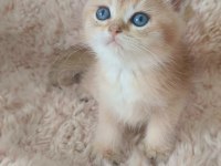 Ny serisi british shorthair bebişler